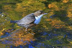 White-throated Dipper